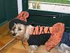 YorkieTalk Sixth Annual Halloween Contest (2010) - SUBMIT YOUR ENTRIES!-yt-halloween-contest-2010.jpg