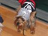 YorkieTalk Sixth Annual Halloween Contest (2010) - SUBMIT YOUR ENTRIES!-yt-halloween-contest-2010-2.jpg