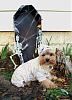 YorkieTalk Sixth Annual Halloween Contest (2010) - SUBMIT YOUR ENTRIES!-toby-mummy-resized.jpg