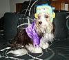 YorkieTalk Sixth Annual Halloween Contest (2010) - SUBMIT YOUR ENTRIES!-10-23-reggie-franken-pup-resized.jpg