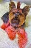 YorkieTalk Sixth Annual Halloween Contest (2010) - SUBMIT YOUR ENTRIES!-img_0250.jpg