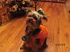 YorkieTalk Sixth Annual Halloween Contest (2010) - SUBMIT YOUR ENTRIES!-trixie-costume-13a.jpg