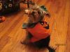 YorkieTalk Sixth Annual Halloween Contest (2010) - SUBMIT YOUR ENTRIES!-trixie-costume-14a.jpg