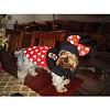 YorkieTalk Sixth Annual Halloween Contest (2010) - SUBMIT YOUR ENTRIES!-jamie-minnie-mouse.jpg