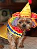 YorkieTalk Sixth Annual Halloween Contest (2010) - SUBMIT YOUR ENTRIES!-oliver.jpg