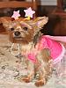 YorkieTalk Sixth Annual Halloween Contest (2010) - SUBMIT YOUR ENTRIES!-brooklyn.jpg