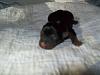 Is this a chocolate colored Yorkie Baby-boy-1.jpg