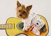 YorkieTalk Sixth Annual Halloween Contest (2010) - SUBMIT YOUR ENTRIES!-fletchie-elvis.jpg