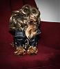 YorkieTalk Sixth Annual Halloween Contest (2010) - SUBMIT YOUR ENTRIES!-0222.jpg