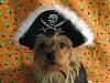 YorkieTalk Sixth Annual Halloween Contest (2010) - SUBMIT YOUR ENTRIES!-36152_464779857552_557822552_6110395_6266069_n.jpg