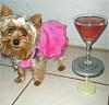 YorkieTalk Sixth Annual Halloween Contest (2010) - SUBMIT YOUR ENTRIES!-dscf3829.jpg