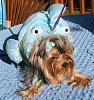 YorkieTalk Sixth Annual Halloween Contest (2010) - SUBMIT YOUR ENTRIES!-princess-fish-costume1.jpg