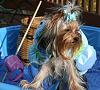 YorkieTalk Sixth Annual Halloween Contest (2010) - SUBMIT YOUR ENTRIES!-princess-pool.jpg