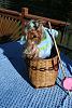 YorkieTalk Sixth Annual Halloween Contest (2010) - SUBMIT YOUR ENTRIES!-princess-basket2.jpg