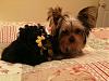 New to YT and puppy ownership...-coco-halloween-2010.jpg