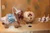 YorkieTalk Sixth Annual Halloween Contest (2010) - SUBMIT YOUR ENTRIES!-cinderella-sadie-3.jpg