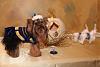 YorkieTalk Sixth Annual Halloween Contest (2010) - SUBMIT YOUR ENTRIES!-beemer-prince-charming.jpg