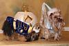 YorkieTalk Sixth Annual Halloween Contest (2010) - SUBMIT YOUR ENTRIES!-cinderella-her-prince-charming.jpg