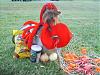 YorkieTalk Sixth Annual Halloween Contest (2010) - SUBMIT YOUR ENTRIES!-sophie1.jpg