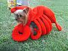 YorkieTalk Sixth Annual Halloween Contest (2010) - SUBMIT YOUR ENTRIES!-sophie3.jpg