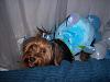 YorkieTalk Sixth Annual Halloween Contest (2010) - SUBMIT YOUR ENTRIES!-100_1361.jpg