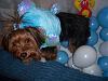 YorkieTalk Sixth Annual Halloween Contest (2010) - SUBMIT YOUR ENTRIES!-100_1360.jpg