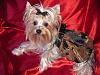 YorkieTalk Sixth Annual Halloween Contest (2010) - SUBMIT YOUR ENTRIES!-img_1478.jpg
