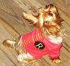 YorkieTalk Sixth Annual Halloween Contest (2010) - SUBMIT YOUR ENTRIES!-levi-robin-small.jpg