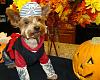 YorkieTalk Sixth Annual Halloween Contest (2010) - SUBMIT YOUR ENTRIES!-dakota-pirate.jpg