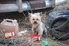 YorkieTalk Sixth Annual Halloween Contest (2010) - SUBMIT YOUR ENTRIES!-sam-theforgottendog1.jpg
