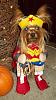 YorkieTalk Sixth Annual Halloween Contest (2010) - SUBMIT YOUR ENTRIES!-wonderwoman2.jpg