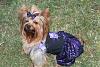 YorkieTalk Sixth Annual Halloween Contest (2010) - SUBMIT YOUR ENTRIES!-photo.jpg