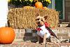 YorkieTalk Sixth Annual Halloween Contest (2010) - SUBMIT YOUR ENTRIES!-img_0683.jpg