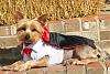 YorkieTalk Sixth Annual Halloween Contest (2010) - SUBMIT YOUR ENTRIES!-img_0690.jpg