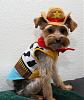 YorkieTalk Sixth Annual Halloween Contest (2010) - SUBMIT YOUR ENTRIES!-charlie_8x10_smaller.jpg