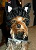 YorkieTalk Sixth Annual Halloween Contest (2010) - SUBMIT YOUR ENTRIES!-34373_1257965464008_1675796882_498022_1208734_n.jpg