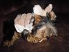 YorkieTalk Sixth Annual Halloween Contest (2010) - SUBMIT YOUR ENTRIES!-mabel-sleepy-lion.jpg