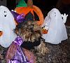 YorkieTalk Sixth Annual Halloween Contest (2010) - SUBMIT YOUR ENTRIES!-p1020377-704-x-634-.jpg