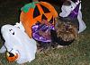 YorkieTalk Sixth Annual Halloween Contest (2010) - SUBMIT YOUR ENTRIES!-p1020407-804-x-583-.jpg