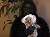 YorkieTalk Sixth Annual Halloween Contest (2010) - SUBMIT YOUR ENTRIES!-cimg6106_2.jpg
