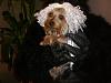 YorkieTalk Sixth Annual Halloween Contest (2010) - SUBMIT YOUR ENTRIES!-cimg6114.jpg