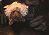 YorkieTalk Sixth Annual Halloween Contest (2010) - SUBMIT YOUR ENTRIES!-cimg6155.jpg