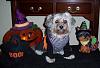 YorkieTalk Sixth Annual Halloween Contest (2010) - SUBMIT YOUR ENTRIES!-bella3halloween2010.jpg