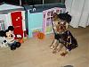 YorkieTalk Sixth Annual Halloween Contest (2010) - SUBMIT YOUR ENTRIES!-dsci2450.jpg