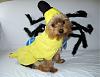 YorkieTalk Sixth Annual Halloween Contest (2010) - SUBMIT YOUR ENTRIES!-041resized.jpg