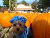 YorkieTalk Sixth Annual Halloween Contest (2010) - SUBMIT YOUR ENTRIES!-piper1.jpg