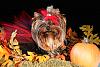 We had the best yorkie halloween party and photo session!-princess-cass-1sm.jpg