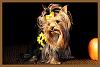 We had the best yorkie halloween party and photo session!-sister-standing-sm.jpg