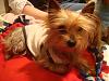 What was your first impression of your dog?-torguga-chihuis-y-yorkies-075.jpg