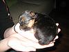 What was your first impression of your dog?-img_03872.jpg